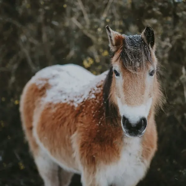 A shaggy white and brown pony