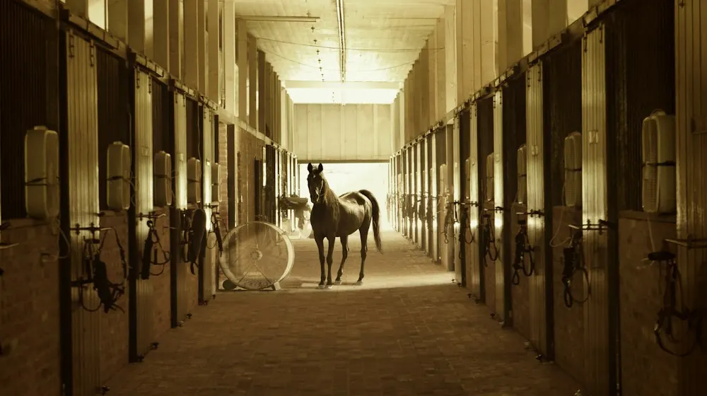 A sunlit barn aisle lined with stalls