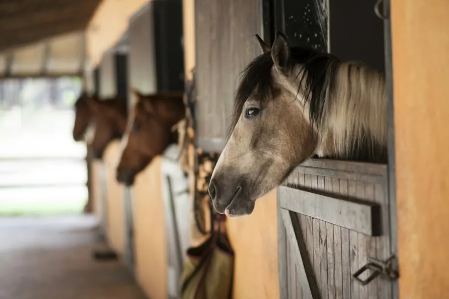 Horses looking out from their stalls