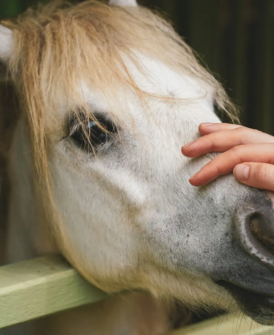 A hand resting on a white horse's nose