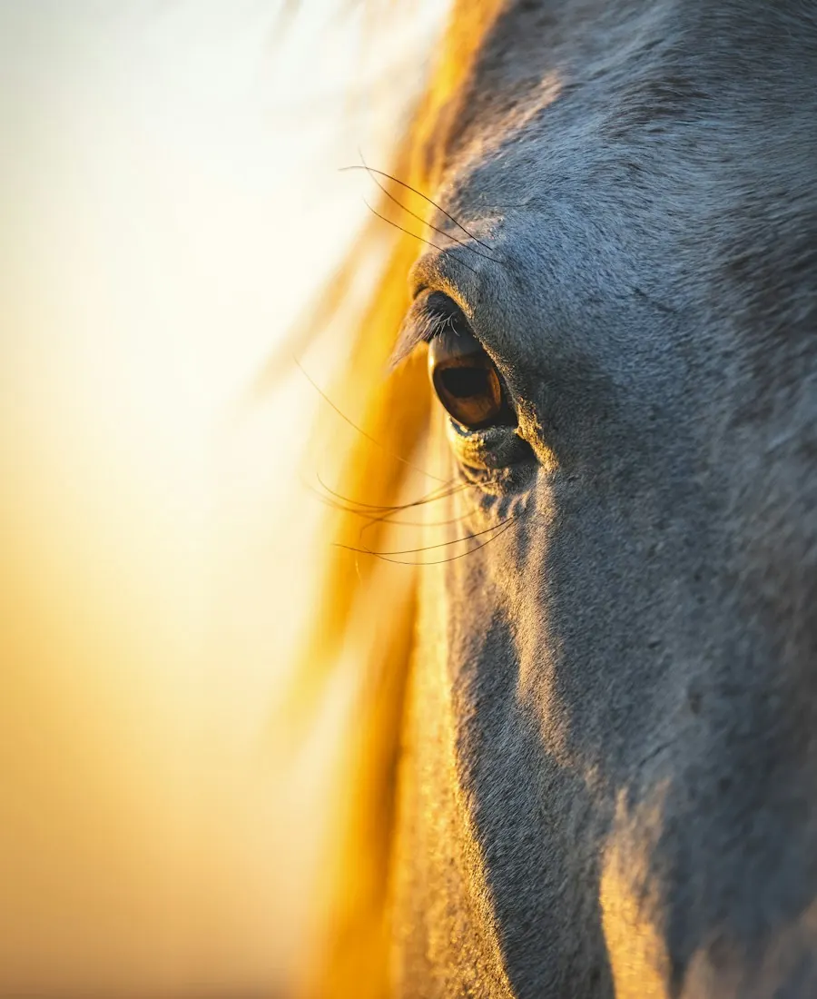 A horse's mane lit by the setting sun
